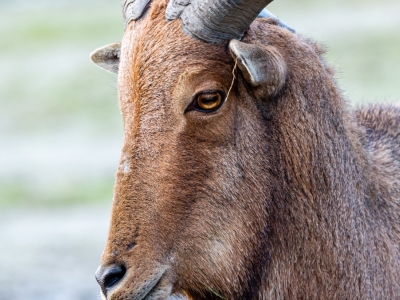 Manenschaap - De Zonnegloed - Dierenpark - Dieren opvangcentrum - Sanctuary